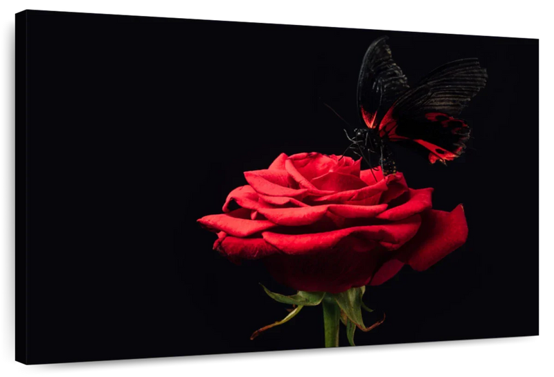 Butterfly Kissing The Rose Wall Art