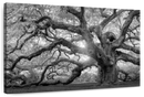 Monochrome Angel Oak Tree Wall Art