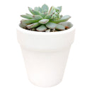 2'' White Clay Pot