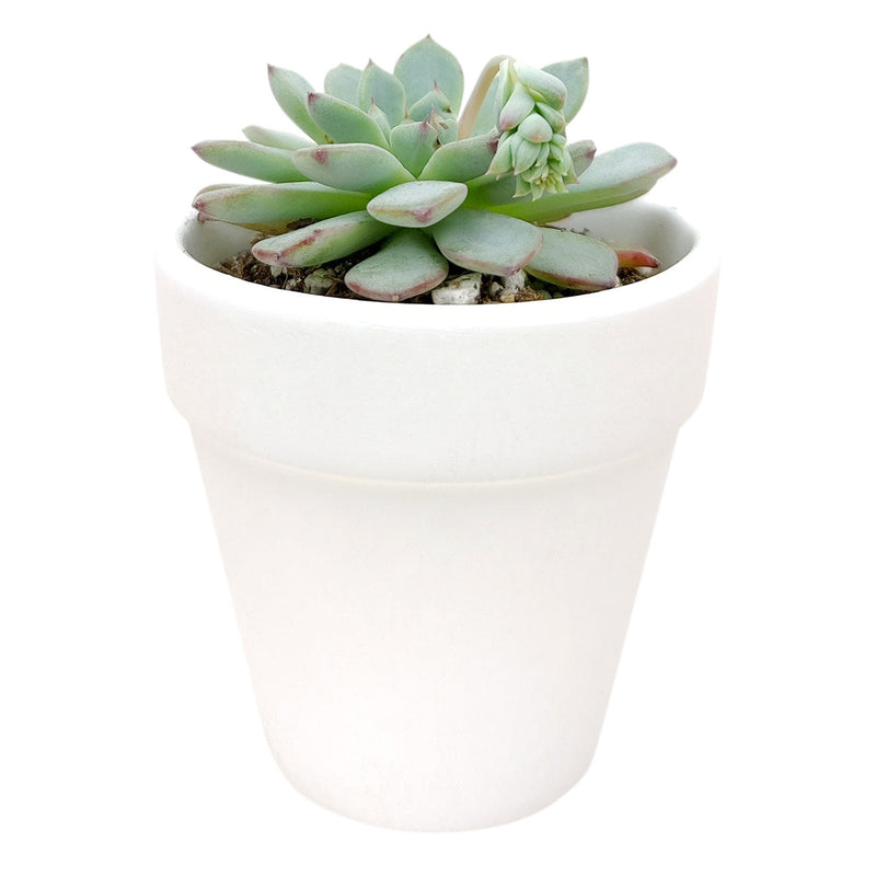 2'' White Clay Pot