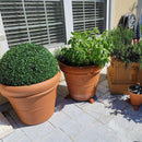 21" XXL Boxwood Topiary Ball