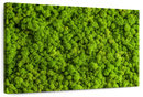 Green Reindeer Moss Wall Art