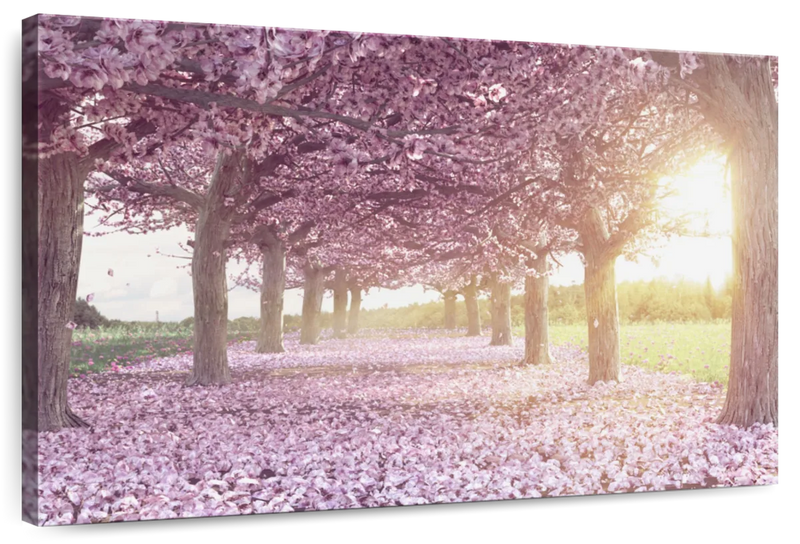 Cherry Blossom Morning Wall Art