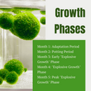 Marimo Moss Balls For Aquarium 5PCS Multiple Size Moss Ball Aqua Plant Pet Bulk Sale - Kokedama Japanese Algae Ball Wholesale