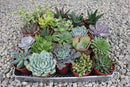 4" Assorted Succulents