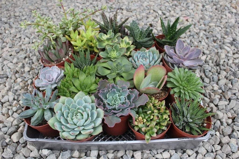 4" Assorted Succulents