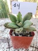 #4 Kalanchoe Chocolate Soldier mainly brown color