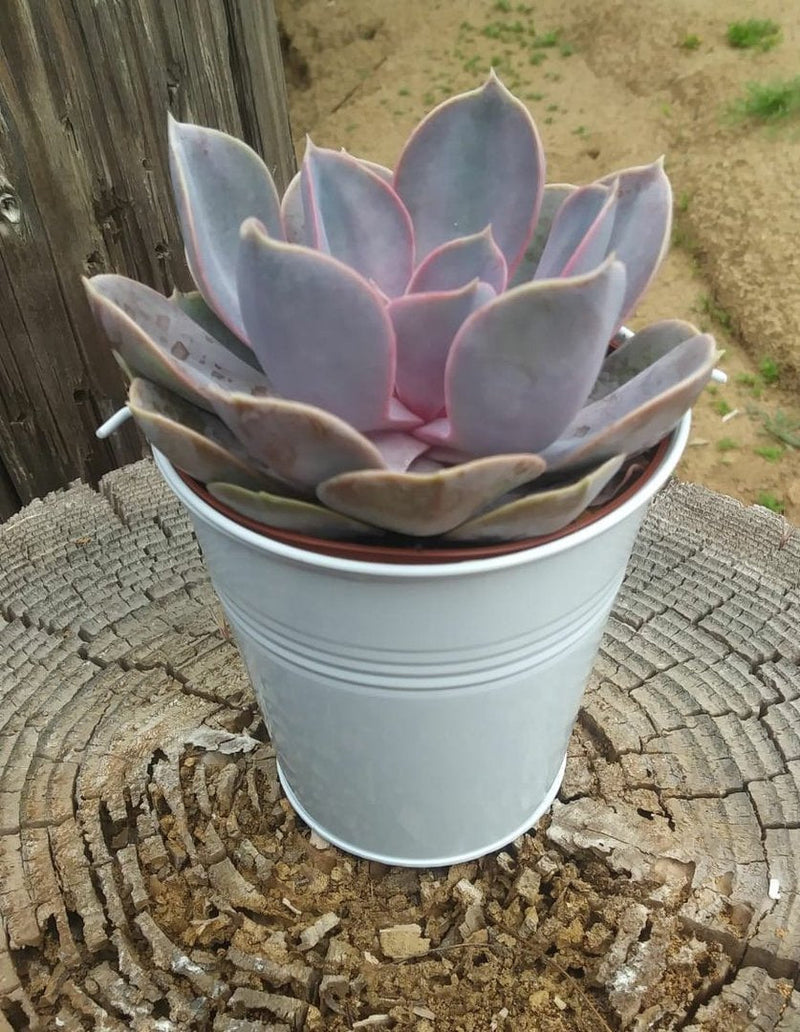 4" Rosette Succulent