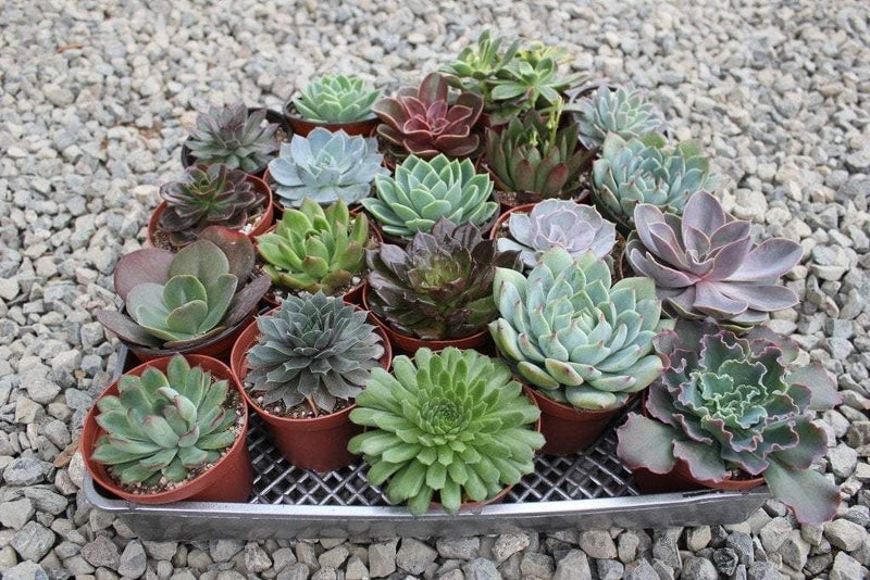 4" Rosette Succulent