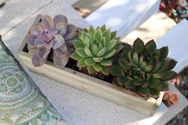 4" Succulent Planter Box