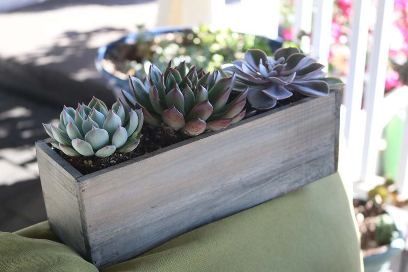 4" Succulent Planter Box