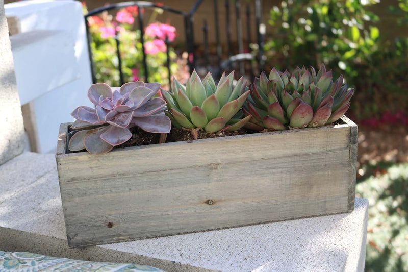 4" Succulent Planter Box