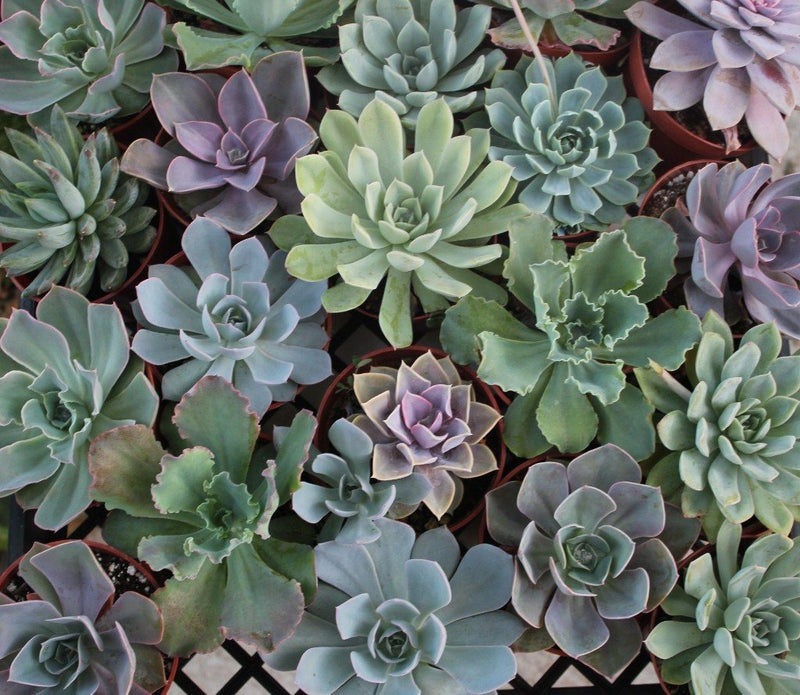 4" Rosette Succulent