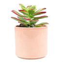 Aeonium Kiwi Haworthii