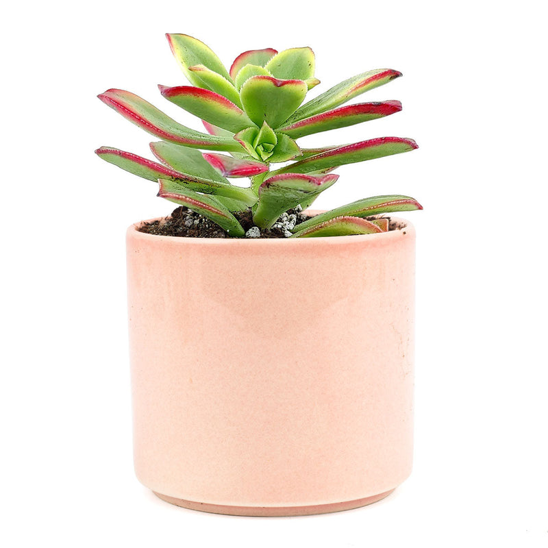 Aeonium Kiwi Haworthii