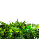 Sample Panel – Wild Tropics Vertical Garden (Small Sample)