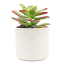 Aeonium Kiwi Haworthii