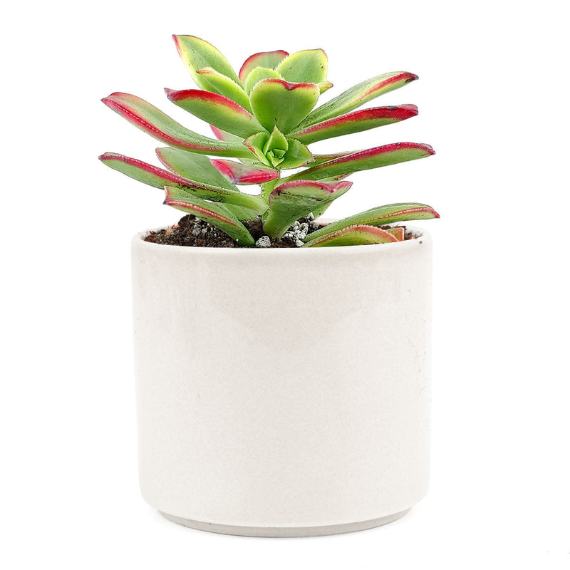 Aeonium Kiwi Haworthii