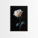 Still Life Photograph of a White Rose, Framed Canvas Print, Rose Painting, Rose Decor, Rose Wall Art, Mother's Day Gift Idea, Flower Wall Art