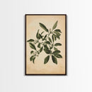 Mistletoe Canvas Print - Framed Canvas - Minimalist Christmas Art - Boho Christmas Art - Rustic Christmas Art