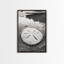 Sand Dollar, Coastal Shore, Ocean Shell Print, Canvas Print, Beachcomber Wall Art, Seaside Bathroom Decor, Nautical Nature Photography
