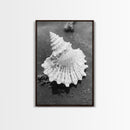 Spiral Shell, Beach Texture, Nature Closeup, Sea Whisper Framed Canvas Print, minimalist beach wall art, boho coastal kitchen decor