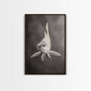 Curious Fish, Underwater Focus, Moody Marine Life, Framed Canvas Print, Bathroom Wall Art, Black and White Ocean Wildlife Decor