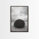 Windswept Beach Nest, Natural Sculpture, Driftwood Ball, Solitude Scene, Canvas Print, Minimalist Wall Art, Neutral Bedroom Decor