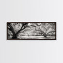 Sprawling Trees, Oak Forest, Sunlit Canopy, Majestic Branches, Canvas Print, Nature Wall Art, Boho Decor, Living Room Statement Piece