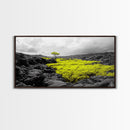 Lone Tree Lava, Surreal Earth Tones Decor, Abstract Volcanic Art, Black and Yellow Landscape, Canvas Print, Boho Living Room Accent