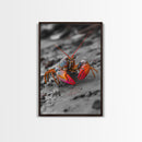 Colorful Lobster, Beach Wildlife, Close-Up Macro Art, Framed Canvas Print, Kitchen Wall Art, Coastal Marine Decor, Vibrant Style