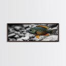 Colorful Fish Closeup, Underwater Art, Nature Photography, Canvas Print, Coastal Bathroom Decor, Vibrant Marine Life Wall Art