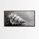 Sea Shell, Wabi Sabi Art, Coastal Decor, Minimalist Art, Nautical Wall Art, Moody Art, Extra Wide Art, Framed Canvas Print