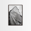 Dragonfly Wing, nature photography, moody art, wabi sabi art, minimalist art, botanical prints, framed canvas print, rustic wall art