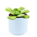 Aeonium Green Platters