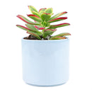 Aeonium Kiwi Haworthii