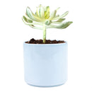 Aeonium Suncup Variegata