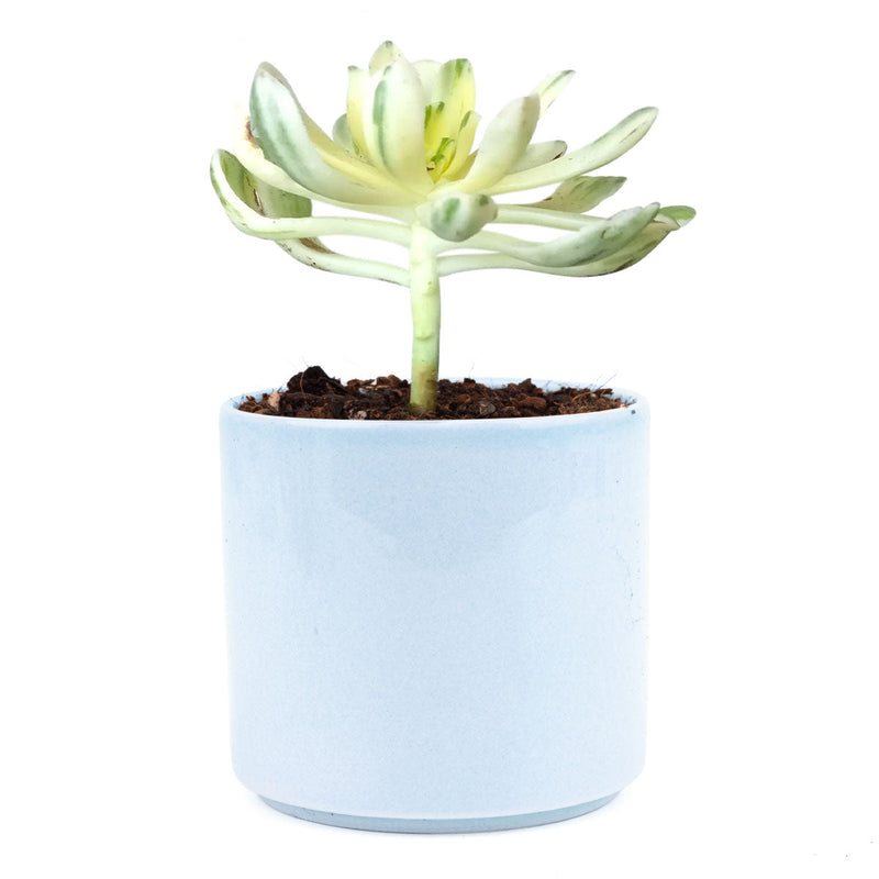 Aeonium Suncup Variegata