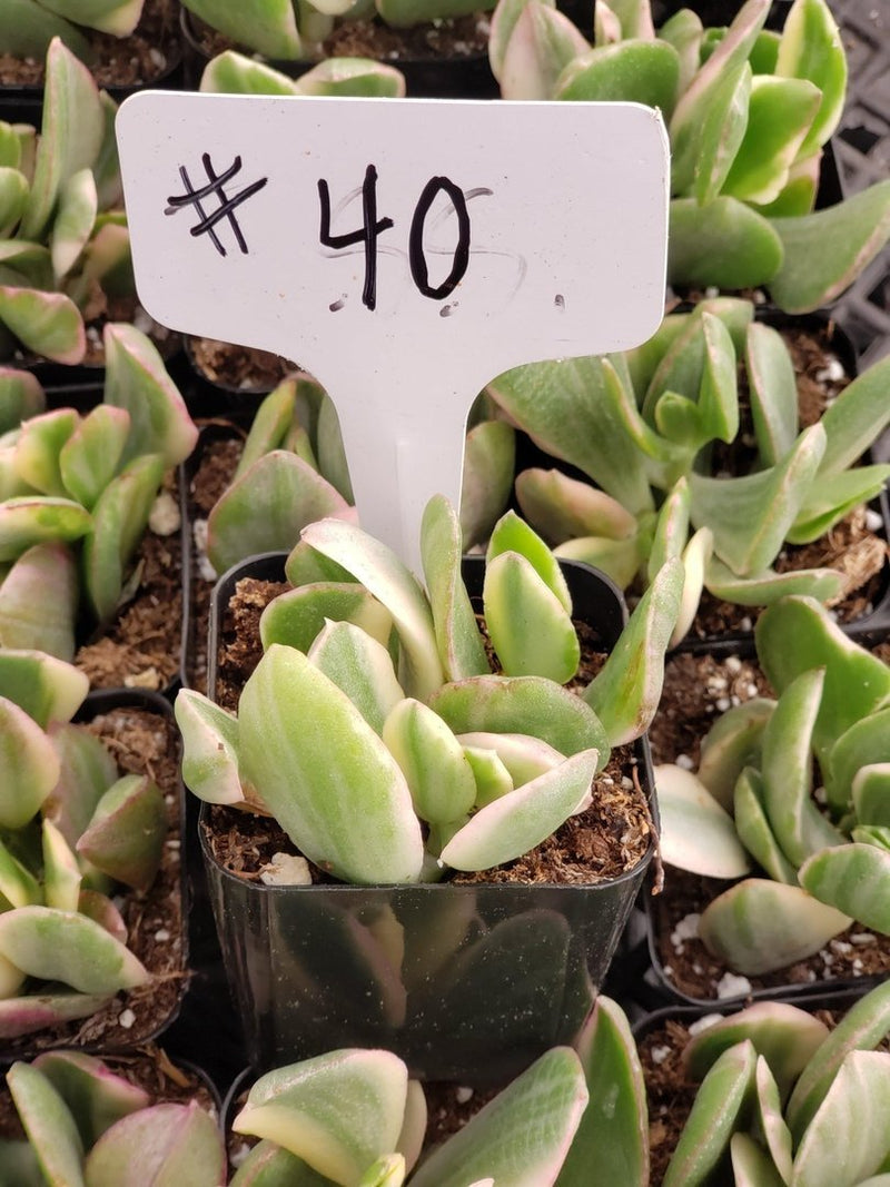 #40 Crassula Variegated Jade