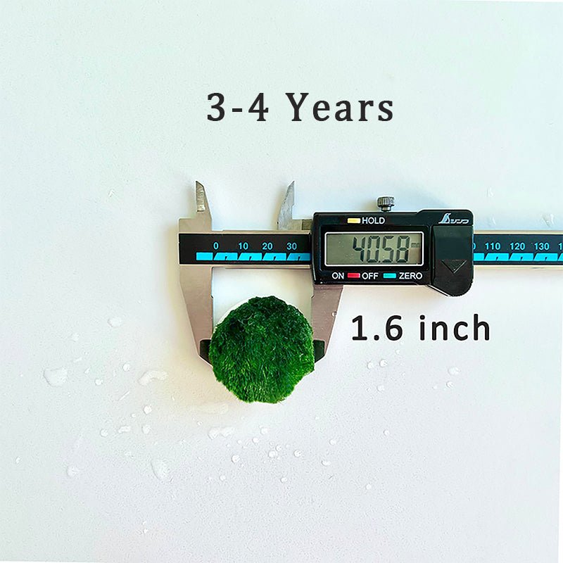 Marimo Moss Balls For Aquarium 5PCS Multiple Size Moss Ball Aqua Plant Pet Bulk Sale - Kokedama Japanese Algae Ball Wholesale