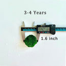 Marimo Moss Balls For Aquarium 50PCS Wholesale Multiple Size Moss Ball Aqua Plant Pet Bulk Sale - Kokedama Japanese Algae Ball Wholesale