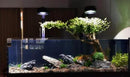 Seiryu Stone Natural Stone Rocks Fish Tank Decor Rocks for Aquariums Landscaping Model Tank Decoration Aquarium Miniature -20Lb (2-8 inch) by CozyNest Decor