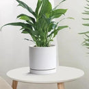 Plant Saucer Pot Tray Planter Saucers 4 Pack 4 5 6 7 8 9 10 11 12 13 Inch for Indoors Outdoor, Durable Sturdy Ceramic Flower Drainage drip Water Tray for Glazed Pots Base (4.7 Inch-White) by GreenHaven Gardens