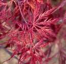 Red Dragon Weeping Lace Leaf Japanese Maple 2 - Year Live Plant by GreenHaven Gardens