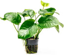 Anubias Live Aquarium Plants - Potted Freshwater Plant for Fish Tanks, Terrariums - Beginner Friendly Low Light (Barteri Wrinkle Leaf, 3 Pots) by GreenHaven Gardens
