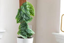 Monstera Dubia Plant Soil Mix - Trusted by Garden Experts for Thriving and Healthy Plants - 20 Quart (4 Bags of 5 Quart) by GreenHaven Gardens