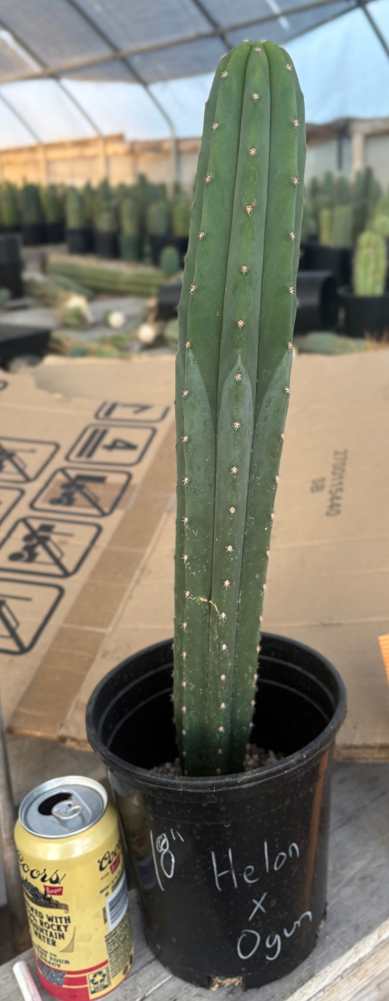 #EC245 EXACT Trichocereus Hybrid Scopulicola Helon X KT Ogun Cactus 18"