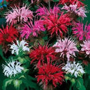 Park Seed Grow Your Own Vibrant Wildflower Garden Mixture, Perfect for Bees, Butterflies, and Hummingbirds, Panaroma Mix, 2 x Pack of 100 by GreenHaven Gardens