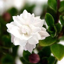 Serissa Snow Rose by GreenHaven Gardens