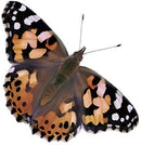 Insect Lore Two Cups of Live Caterpillars - 10 Live Painted Lady Caterpillars with Food - Includes Bonus Butterfly Life Cycle Figurines - Refill for Butterfly Garden Habitat by TinyTreasures Baby Boutique